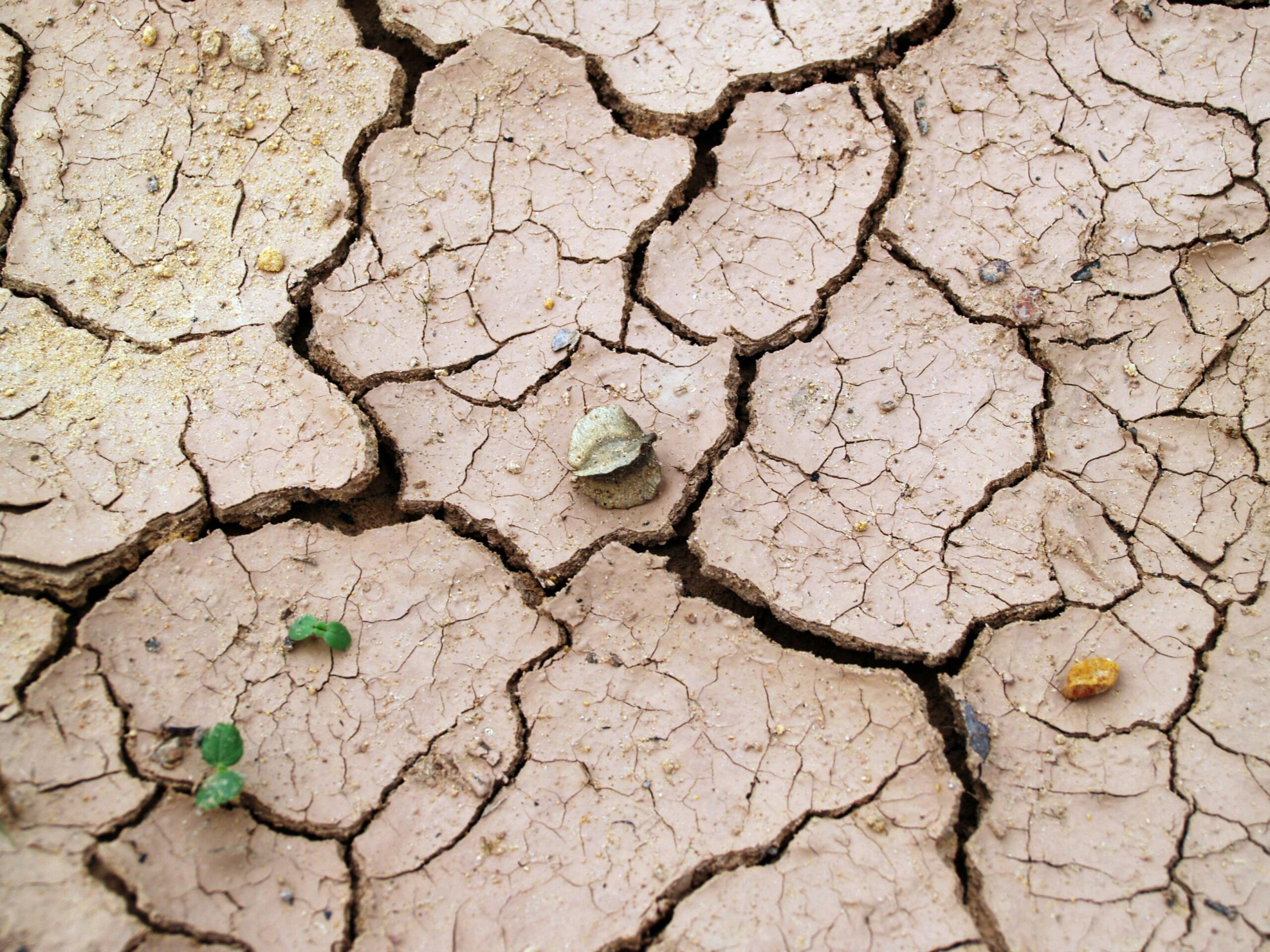 drought 2